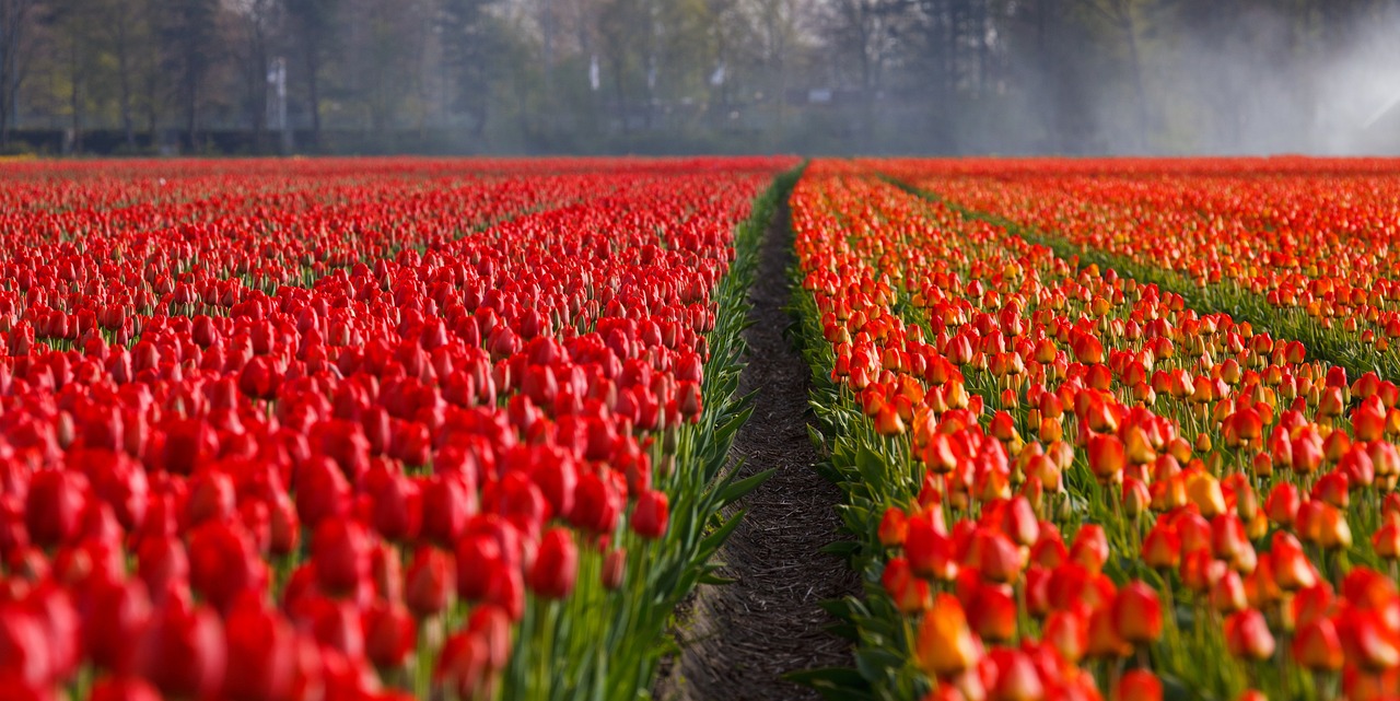 field, path, flowers-21690.jpg