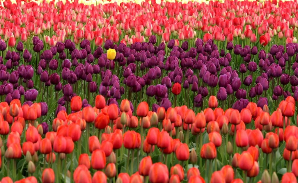 tulips, flowers, field-175605.jpg