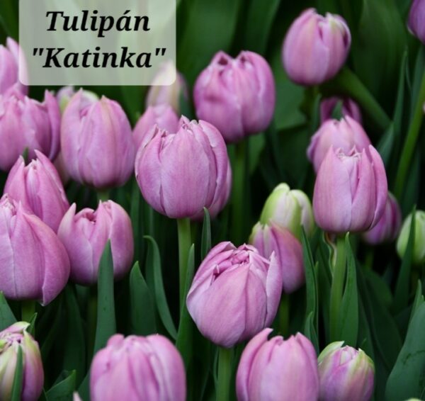 Bulbos de Tulipanes - Imagen 11