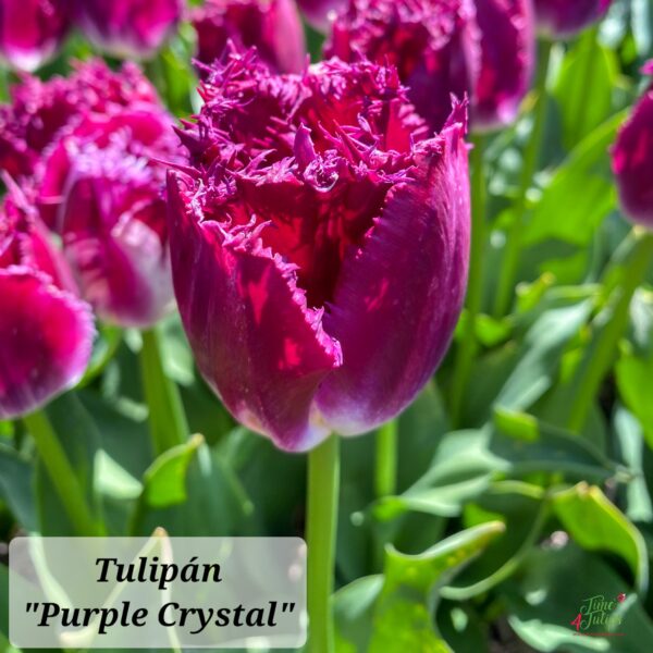 Bulbos de Tulipanes - Imagen 10