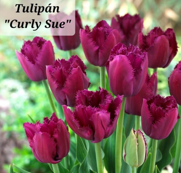 Bulbos de Tulipanes - Imagen 12