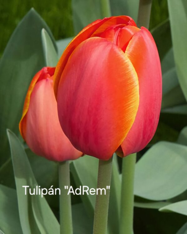 Bulbos de Tulipanes - Imagen 7