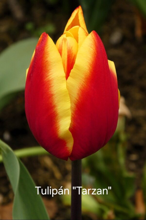 Bulbos de Tulipanes - Imagen 4