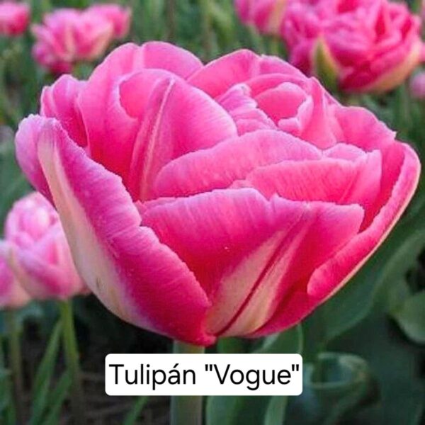 Bulbos de Tulipanes - Imagen 2