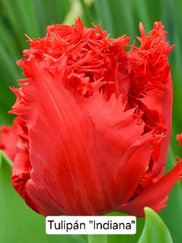 Bulbos de Tulipanes - Imagen 17