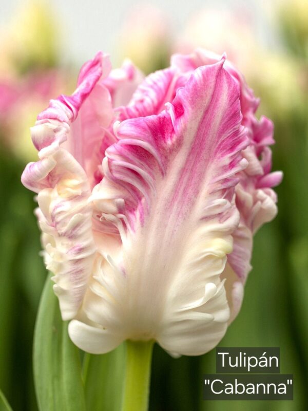 Bulbos de Tulipanes - Imagen 13