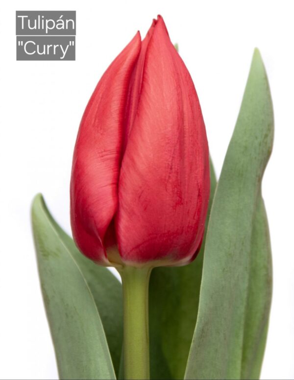 Bulbos de Tulipanes - Imagen 14