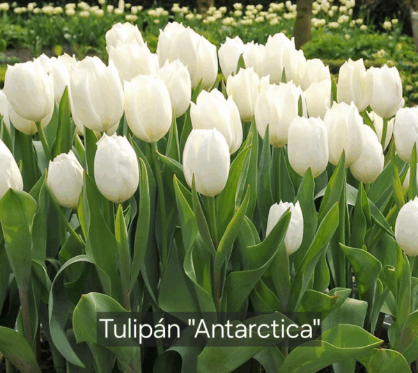 Bulbos de Tulipanes - Imagen 15