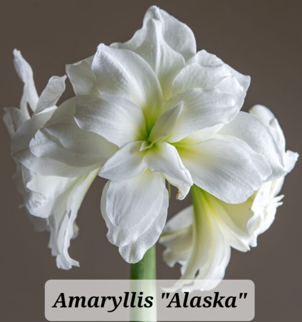 Bulbos de Amaryllis - Imagen 13