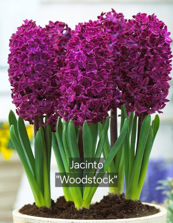 Bulbos de Jacintos - Imagen 5