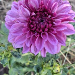 Tubérculo de Dalia Morada
