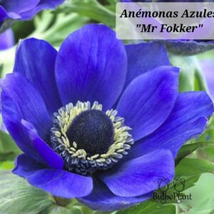 Anémonas Mr. Fokker