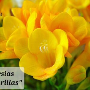 Fresias Dobles Amarillas