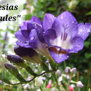 Fresias Dobles Azules