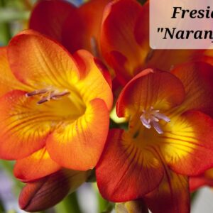 Fresias Dobles Naranjas