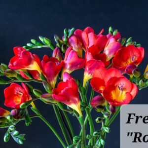 Fresias Dobles Rojas