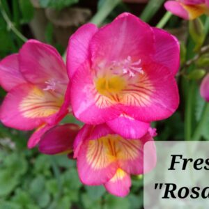 Fresias Dobles Rosadas