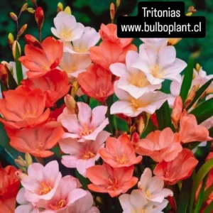 Tritonias
