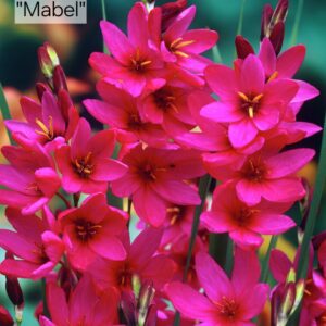 Ixias Mabel