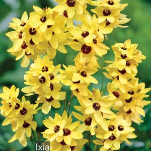 Ixias Yellow Emperor