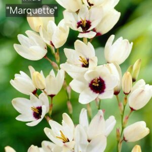 Ixias Marquette
