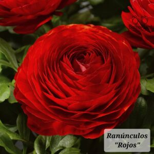 Ranúnculos Rojos