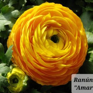 Ranúnculos Amarillo
