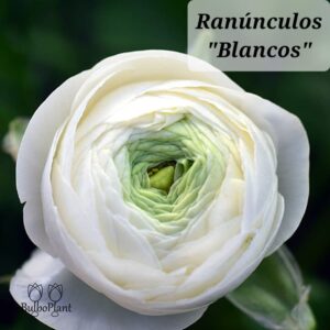 Ranúnculos Blancos
