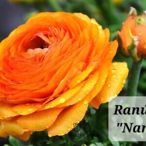 Ranúnculos Naranjos