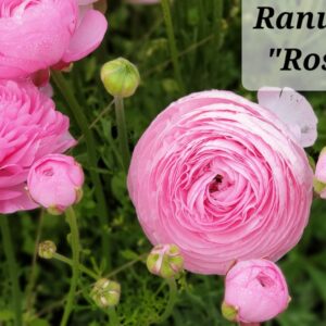 Ranúnculos Rosados