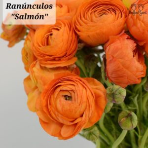 Ranúnculos Salmón