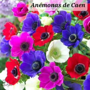 Anémonas De Caen Mix