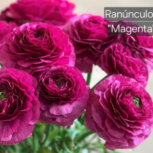 Ranúnculos Magenta
