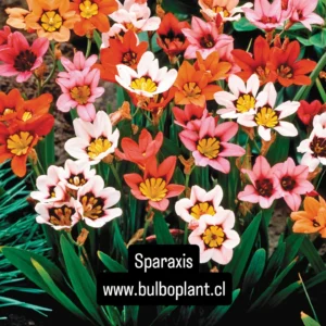 Sparaxis