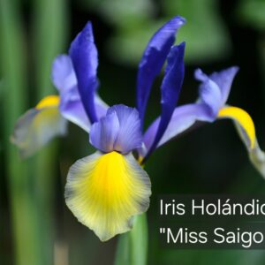 Iris Holándica Miss Saigon
