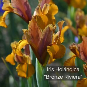 Iris Holándica Bronze Riviera