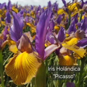Iris Holándica Picasso
