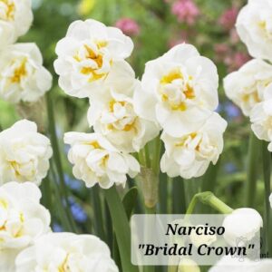 Narcisos Bridal Crown
