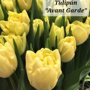 Tulipanes Avant Garde