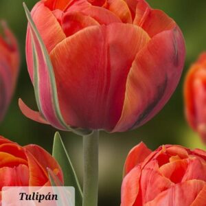 Tulipanes Queensday
