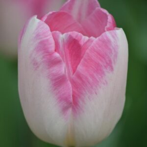 Tulipanes Sinfonie