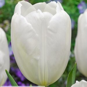 Tulipanes Lanka