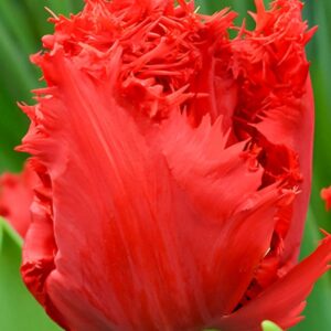 Tulipanes Indiana