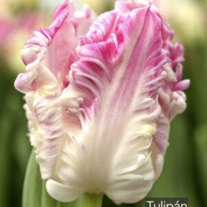 Tulipanes Cabanna