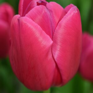 Tulipanes Pink Ardour
