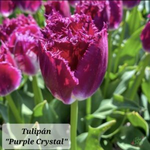 Tulipanes Purple Crystal