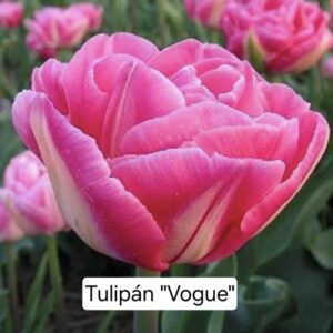 Tulipanes Vogue