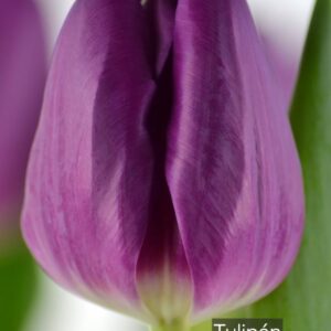 Tulipanes Bullit