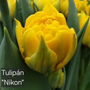 Tulipanes Nikon