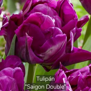 Tulipanes Saigon Double